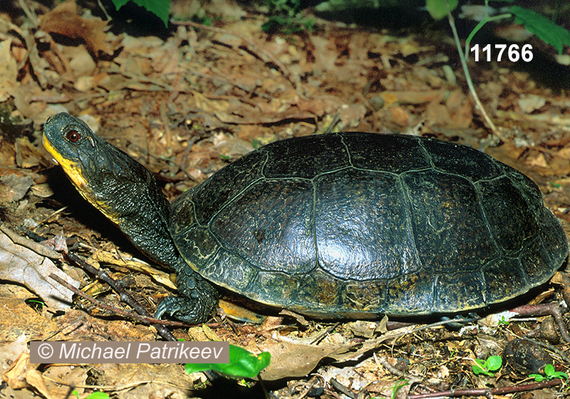 Blanding's Turtle (Emydoidea blandingii)